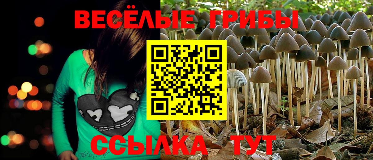 Псилоцибиновые грибы Psilocybine cubensis Унеча